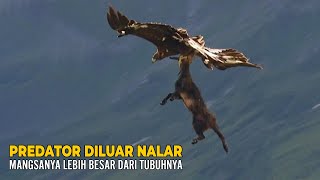 Download lagu Golden Eagles are incredible predators; their prey can be much larger than they are. mp3