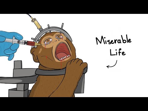 Why It Sucks To Be A Lab Monkey