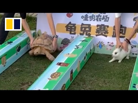‘The Tortoise and the Hare’ plays out in real life in China
