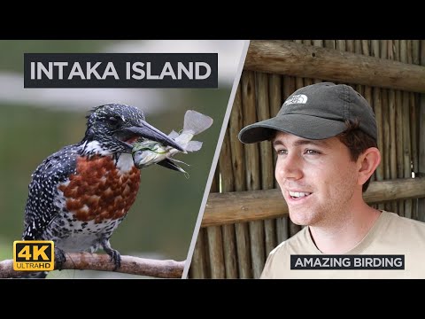 Intaka Island - One of South Africa's best birding destinations.