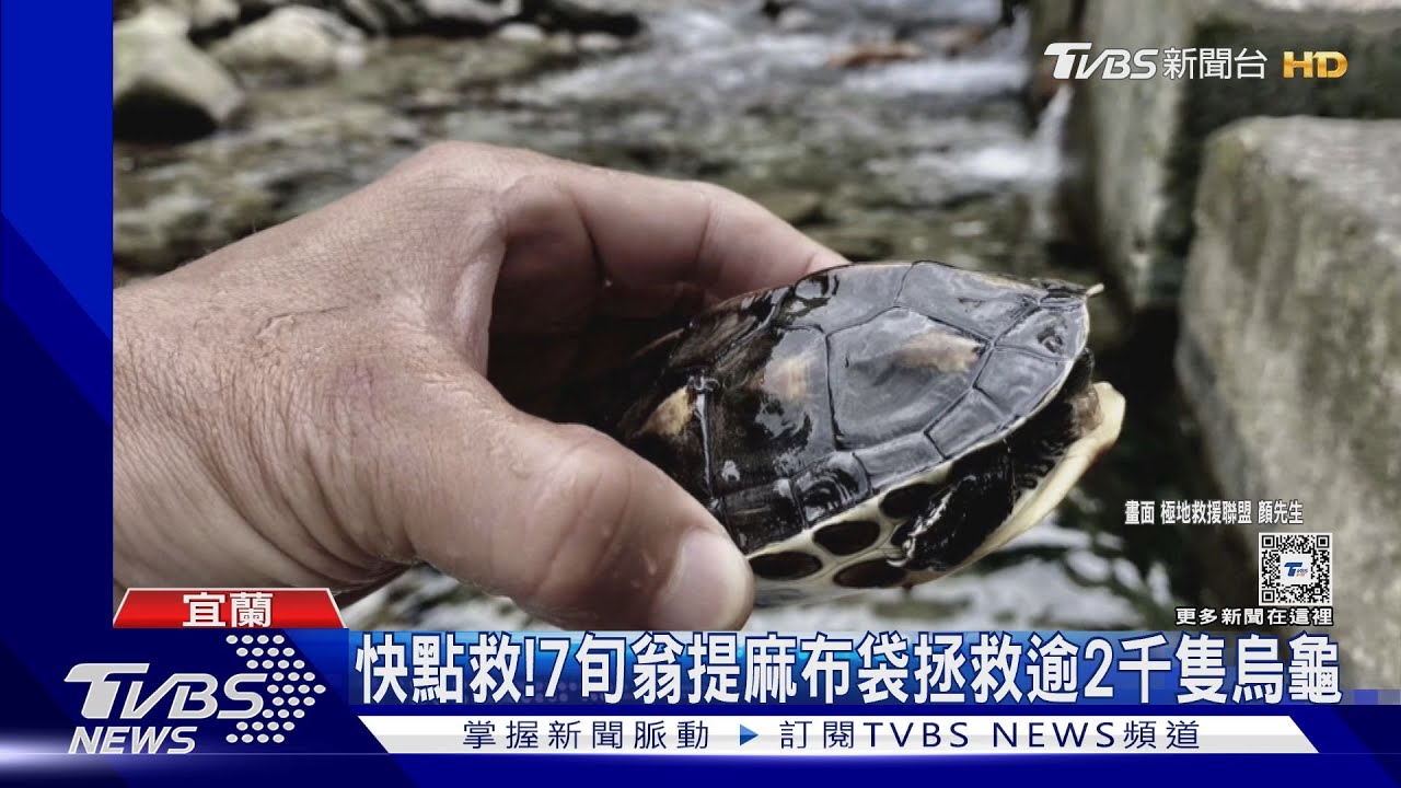 根本放死!武荖坑現大量放生烏龜 卡石頭縫