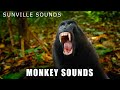 Monkey Sounds - Wilder Sounds Of Nature | Peter's World Animal Sounds