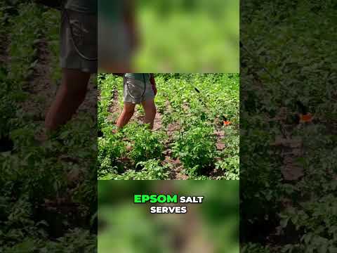 Unlocking the Versatility of Epsom Salt: Beyond Baths