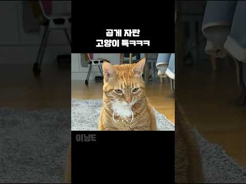 자기 뜻대로 안 되면 바로 삐지는 고양이
