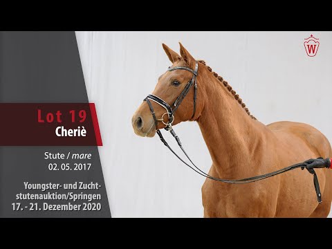 Youngster- u. Zuchtstutenauktion/Springen Lot 19 Cheriè Stute v. C Trenton Z - Continus Grande