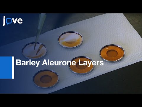 Barley Aleurone Layers Gene Expression | Protocol Preview