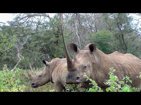 This White Rhino’s Horn Is Unlike Anything We’ve Filmed Before