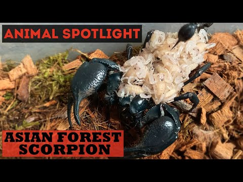 Animal Spotlight | Asian Forest Scorpion