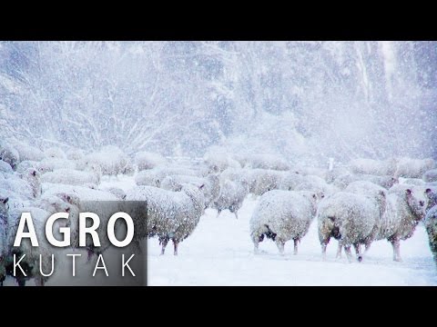 Agro kutak - Briga o životinjama zimi - 24.01.2017.