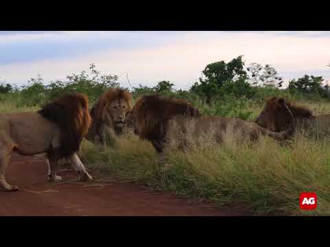 Five lions fighting  in Kruger National Park