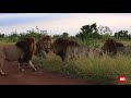 Five Lions Fighting In Kruger National Park