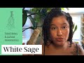 WHITE SAGE | 🌿✨ | Tribal History & Cultural Appropriation