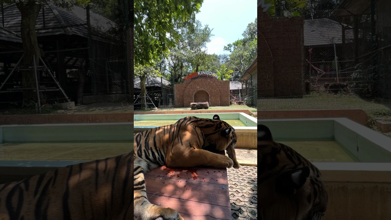 YouTube Short thumbnail