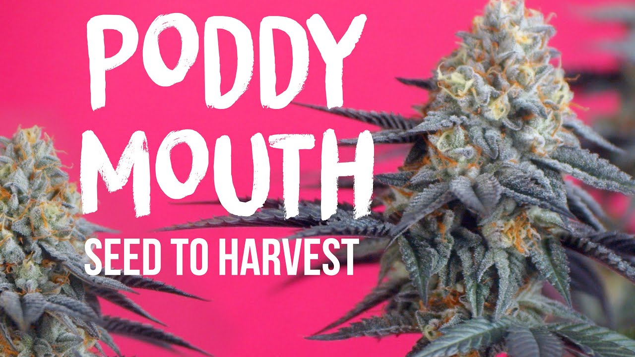 PODDY MOUTH (Seed to Harvest) The Humboldt Seed Company | Vipar Spectra KS5000 LED Grow Light