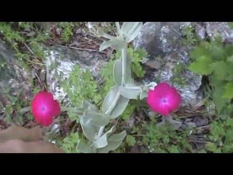 YouTube video about: Where to buy rose campion plants?