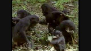 Out in Nature: Homosexual Behavior in the Animal Kingdom (2 of 6)