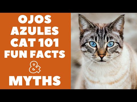 Ojos Azules Cats 101 : Fun Facts & Myths