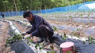고구마 심는 방법과 심는 시기  거름 미량요소 다수확방법