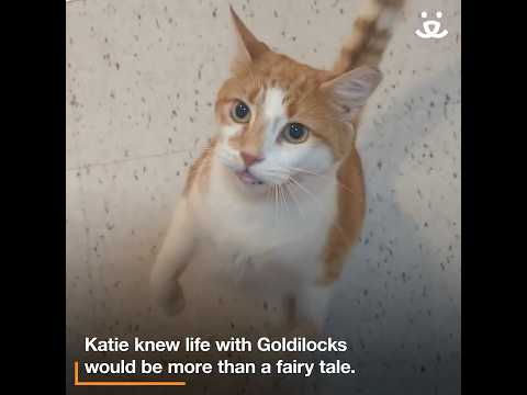Cat named Goldilocks needs things to be "just so"