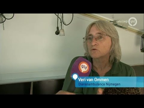 GLD Nieuws 5 augustus 2013 - Nieuws