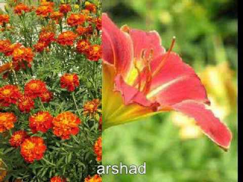 Ogo Tonny Tonulata Bonhi Ankhi_Md. Abdul Jabbar.