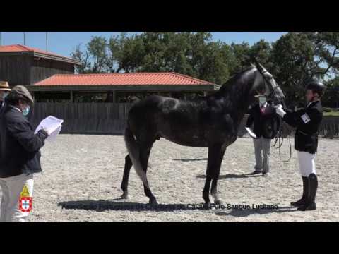 200619 6 Larapio - Aprovação de Garanhões