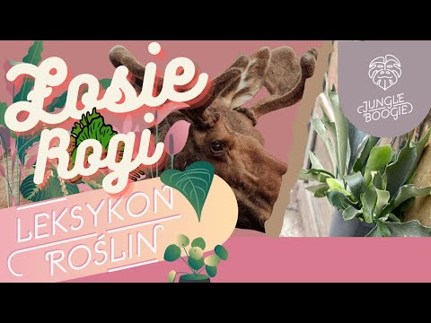 Łosie rogi (platycerium) płaskla łosioroga jak pielęgnować? Podłoże, przesadzanie