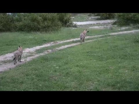 Djuma: Two Hyenas walking up road - 18:57 - 01/18/2020
