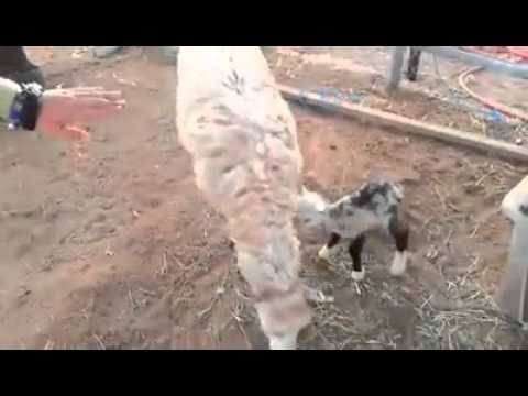 Nato ibrido capra-pecora a Scottsdale in Arizona