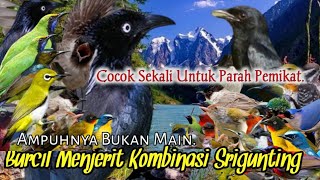Download lagu SUARA PIKAT BURCIL MENJERIT KOMBINASI SRIGUNTING. AUDIO LANGSUNG KUMPUL.. mp3