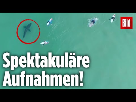 Weißer Hai belauert Surfer vor der Küste Südafrikas
