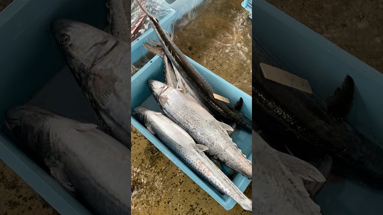 伝説級の春の魚たくさん仕入れました‼️ #うお一番 #市場 #海鮮好き