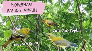 Download lagu Suara Pikat Sogon Kombinasi Crecetan Sirtu Dijamin Ampuh mp3