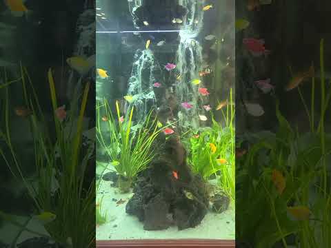 Upgrade your aquarium with a sand waterfall #sandfall #sandwaterfall #diysandwaterfallaquarium