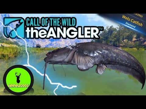 Diamond Wels Catfish On Stream Call Of The Wild The Angler