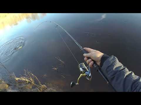 Salmon Fishing Latvija, Spring 2022, Tiemco lures work!