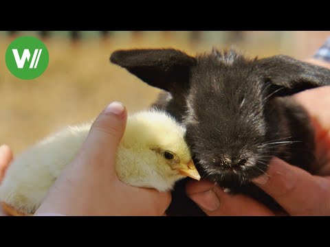 Juli - Mein schönes Land TV (NDR)