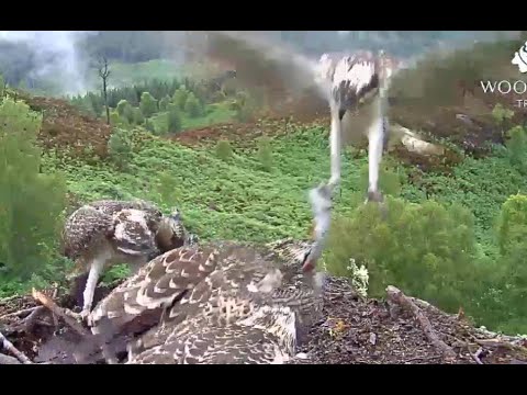 Breakfast arrives on the Loch Arkaig Osprey nest but only for Captain 2 Aug 2020