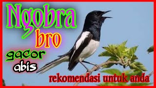 Download lagu 🔴 Masteran Kacer Full Tembakan Istimewa 2021 mp3