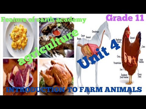 Grade 11 Agriculture unit 4 part 1, 4.1 Farm animal species