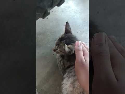 wegjdgshsfgsfsffsfsffscsckikikk