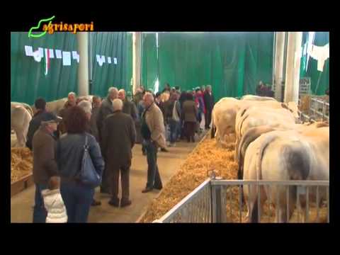Cuneo: Sapori della Carne. La razza bovina piemontese in primo piano