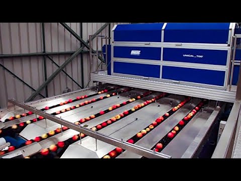 Equipment, plants and machines for Apples processing, sorting, grading and packing.