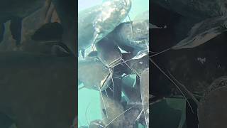 Would you swim here? #fishing #fish #scary