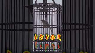 Download lagu masteran lipri #burunggacor #burungkicau #masteranburunglomba #masterankombinasi #short #shorts mp3