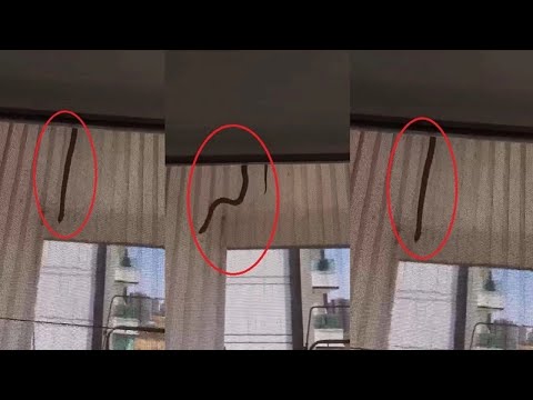 Diyarbakır’da bir eve yılan girdi