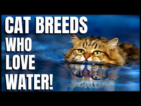 Cat Breeds  Who Love Water