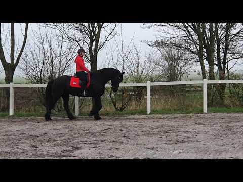 Stal Okkema's Fardau - Mintse x Lammert - mare - 2009