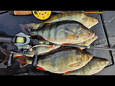 AHVENPARVET RUOKAILEMASSA JA MEIKÄLÄINEN PAIKALLA! | AHVENEN VÄLIVESI KALASTUS