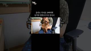 훈련소 다녀온 오빠에게 심각한 껌딱지가 된 강아지